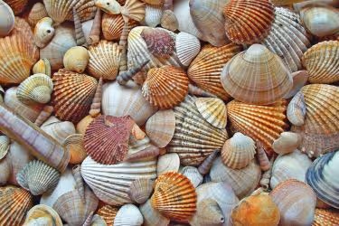 Seashells