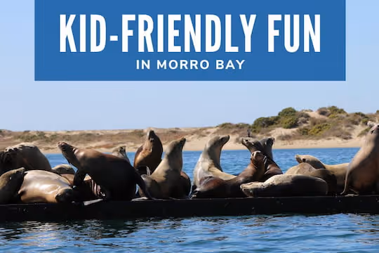 Kid-Friendly Fun in Morro Bay - Harbor Seals