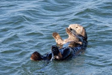 Otter in the water