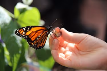 Kid holding a monarch butterfly