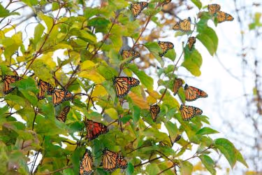 Monarch Butterflies on a tree