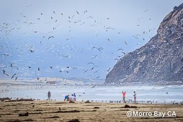 Morro Rock as bird sanctuary