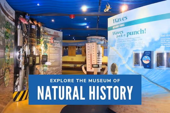 Explore the Museum of Natural History