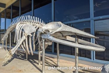 Minke whale skeleton on museum balcony