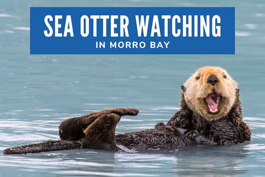 Sea Otter Watching in Morro Bay - Wild Otter