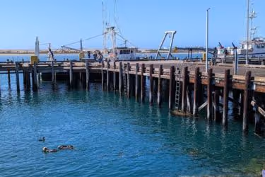 The South T-Pier with Otters swiming