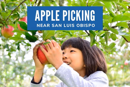 Apple Picking Near San Luis Obispo - Girl picking an apple from the tree