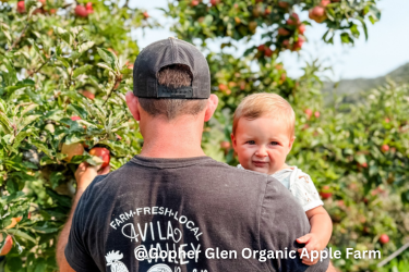 Dad with a baby picking an apple at Gopher Glen Orchard
