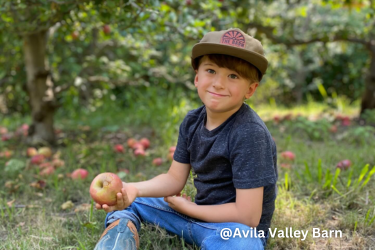 Kid holding an apple at Avila Valley Barn