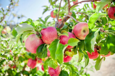 a branch full of red apples at Jack Creek Farms