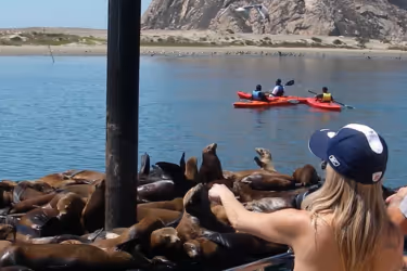 Sea Lions in Morro Bay