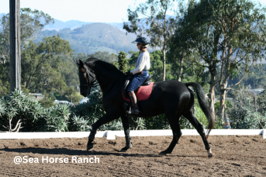 Sea Horse Ranch - Woman horse riding a black horse