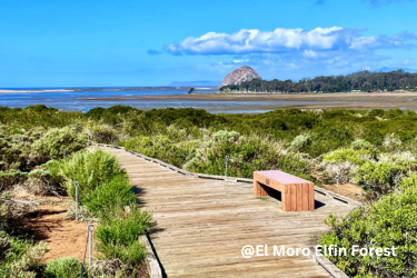 El Moro Elfin Forest