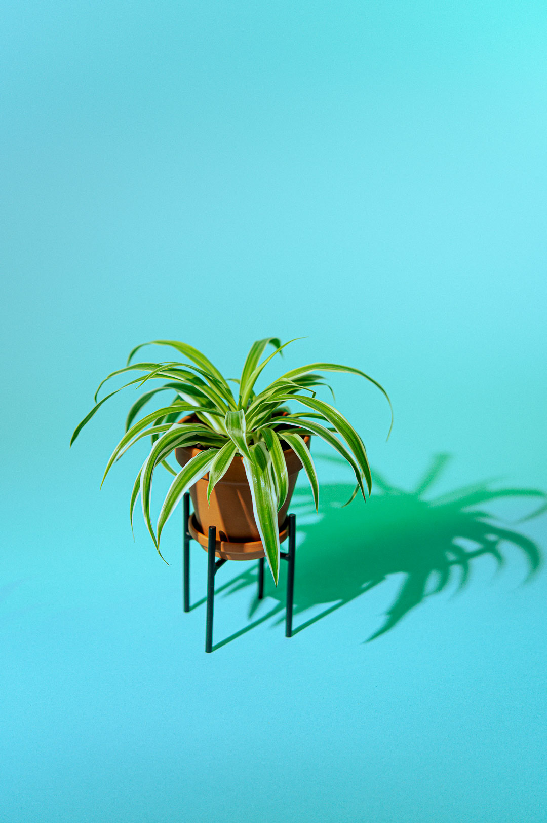 A free photography series, photographed by Sarah Häfner. Light experiment with Plants.