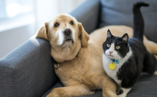 Pets in Lets