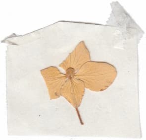 Little flower
