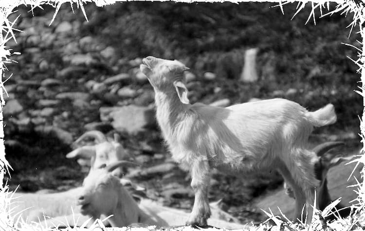 Year of the goat