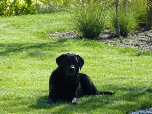 De tuin werd rondom afgesloten voor de honden.