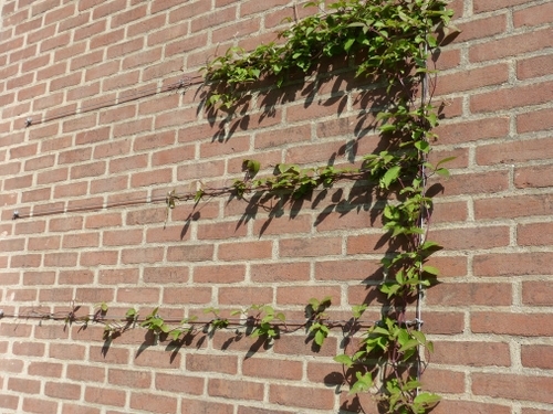 Een klimplant geleid langs staaldragen aan de gevel.