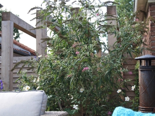 Een vlinderstruik in de verhoogde border.