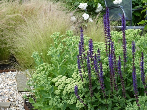 Salvia, Sedum en Stipa in deze duintuin.