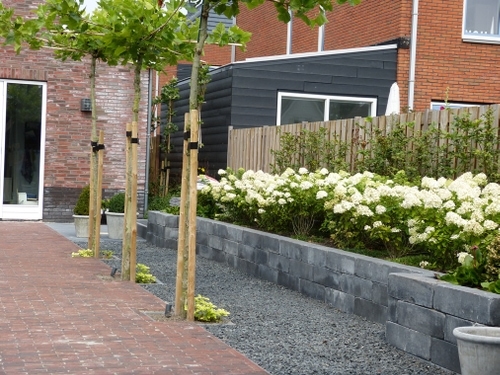 De verhoogde border met pluimhortensia's en de dakbbomen ervoor.