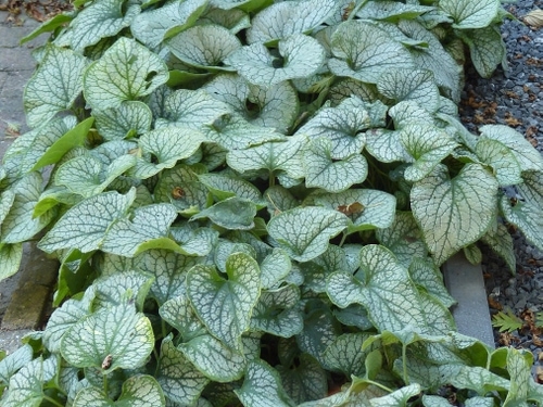 Brunnera 'Jack Frost'
