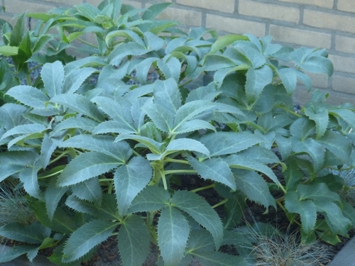 Helleborus voor vroege bloei en wintergroen