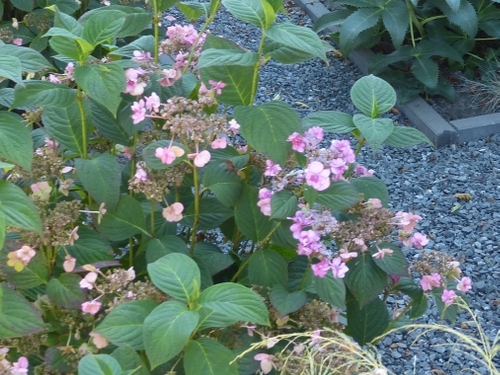 Boeren hortensia