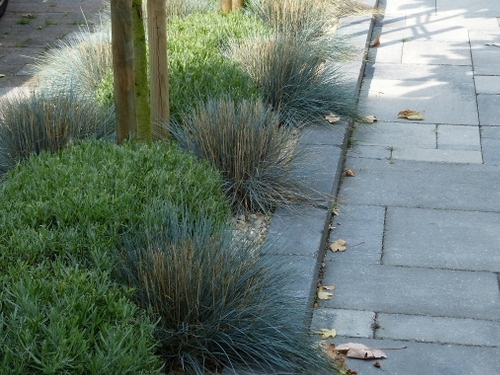 Siergrassen en lavendel langs het pad.