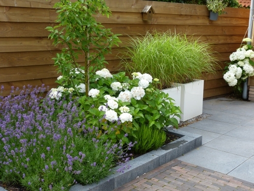 Losse witte bakken met siergrassen in een strook grind.