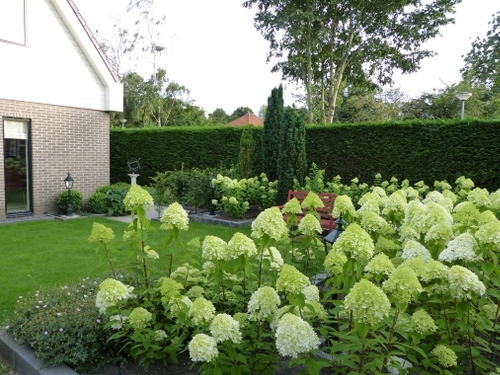 De pluim hortensia's horen gewoon thuis in deze tuin.