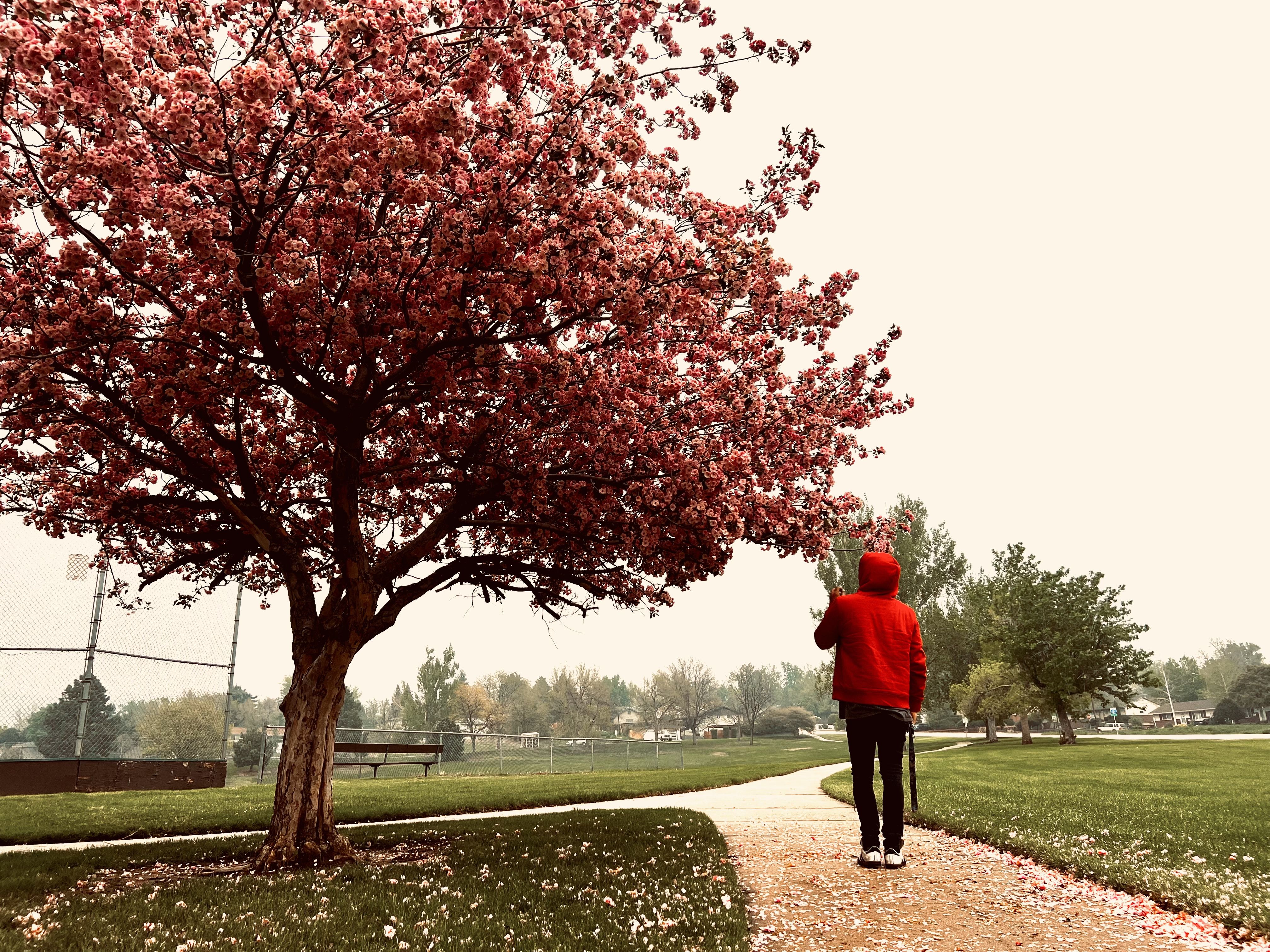Christopher walking away from the cherry blossom tree
