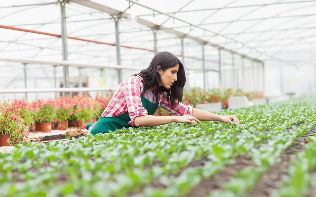 A woman tending to her seedlings inside a greenhouse