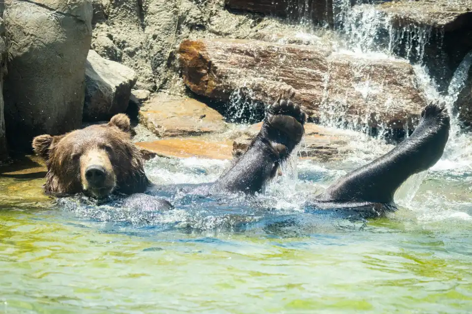 Bear playing in water