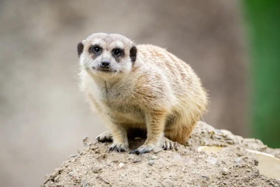 Two mountain lions with a ball