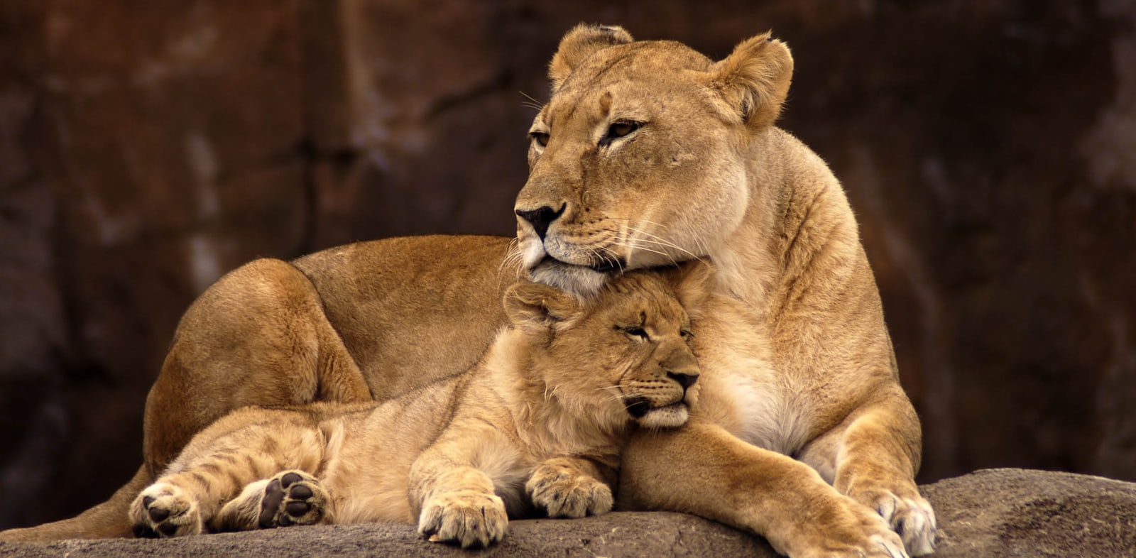 Oakland Zoo | African Lion