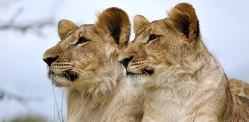 Oakland Zoo | African Lion