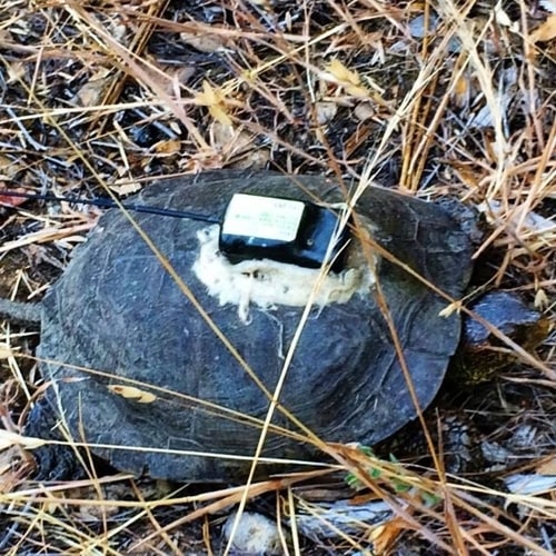 A Western Pond Turtle with something glued to his back