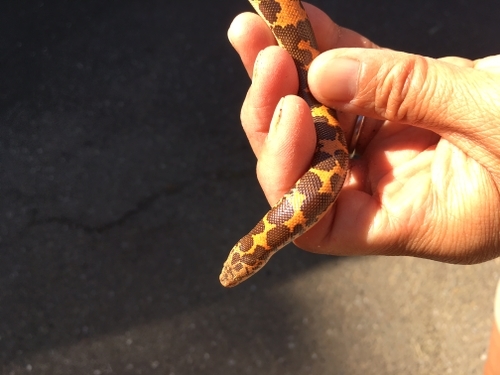 a Kenyan Sand Boa exploring a handler's wrist