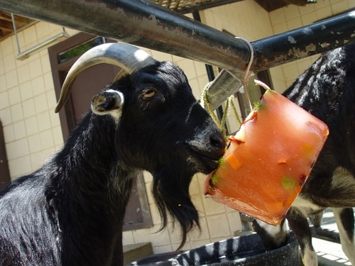 a wandering domestic goat