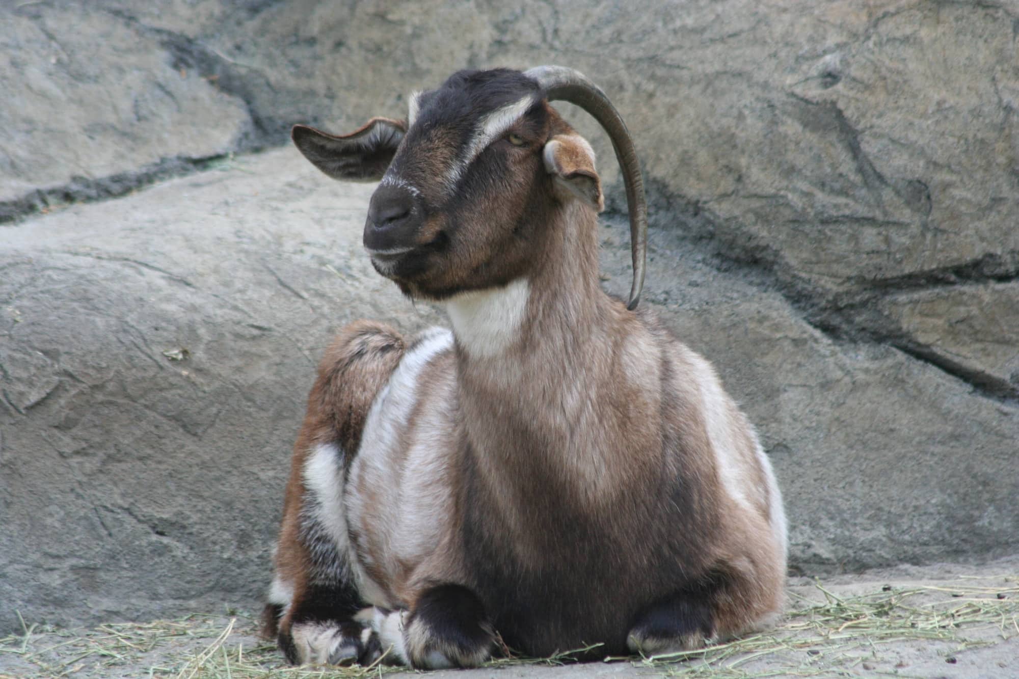 Domestic Goat | Oakland Zoo