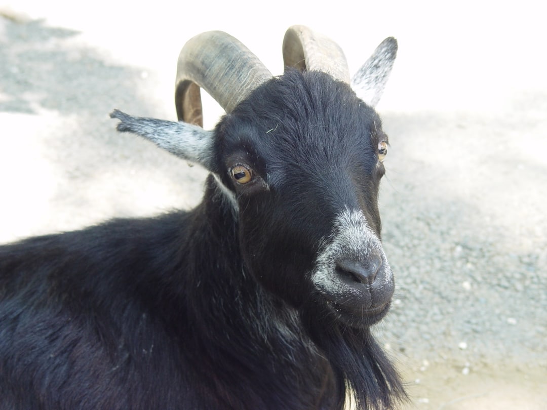 a wandering domestic goat