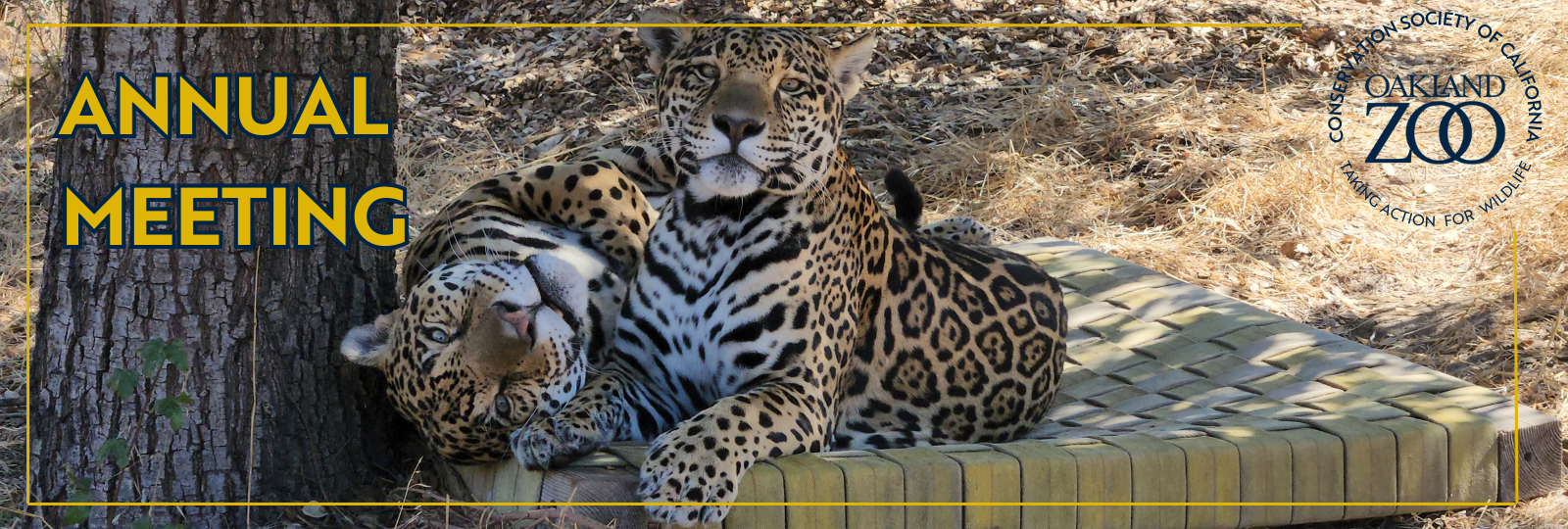 jaguars cuddling on a hammock Annual Meeting for Oakland Zoo