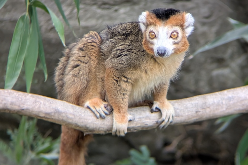 A meerkat standing at attention.