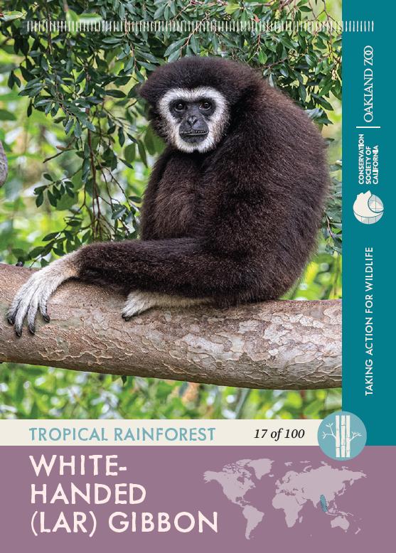 Lar Gibbon trading card in color and available