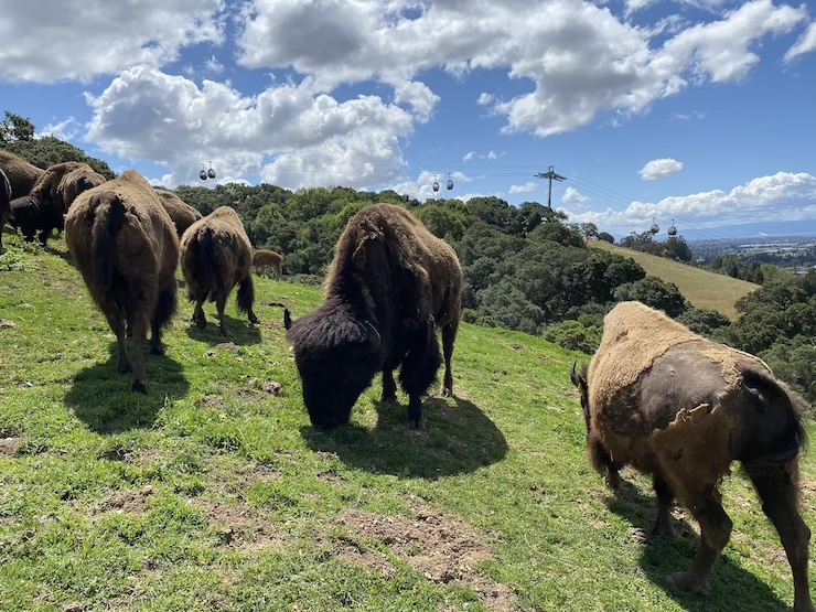 bison