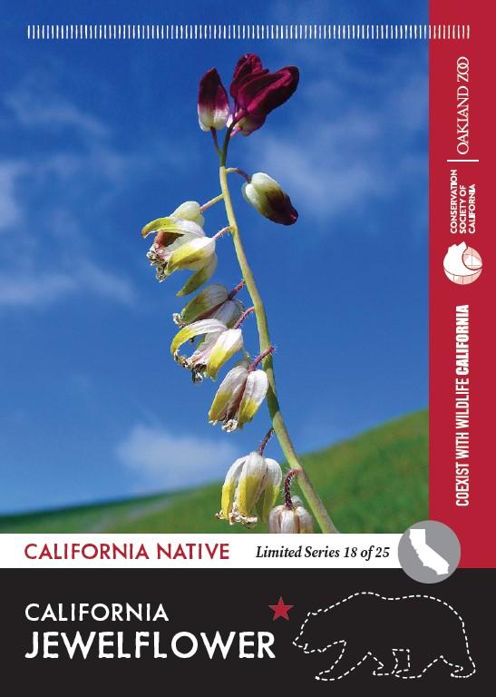 Limited Series California Jewelflower trading card is available
