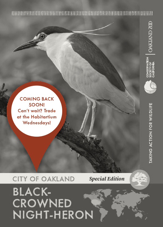 Special edition black-crowned night-heron trading card available at special Zoo tabling events in the community!