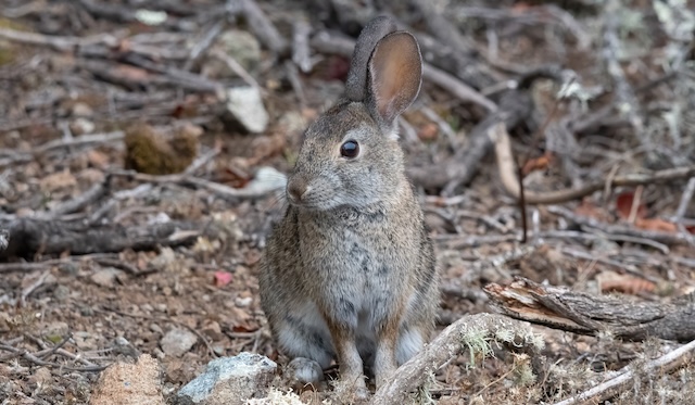 riparian brush rabbit